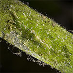 Phyllaplysia viridis